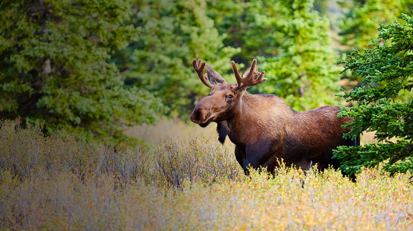 Conservation Essentials Courses | AHEIA